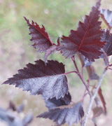 Betula pendula 'Purpurea' Blutbirke, Purpurbirke