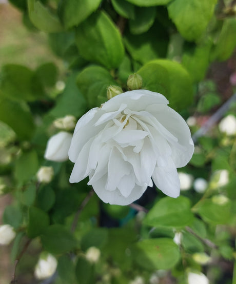 Philadelphus coronarius Duftend.Bauernjasmin