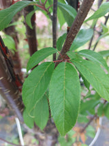 Prunus serrula Tibetanische Bergkirsche