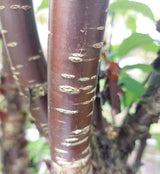 Prunus serrula Tibetanische Bergkirsche