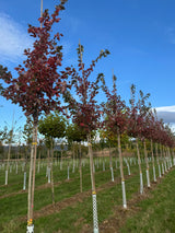 Acer rubrum 'Scanlon' Rotahorn 'Scanlon'