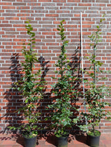Carpinus betulus Hainbuche,Weißbuche
