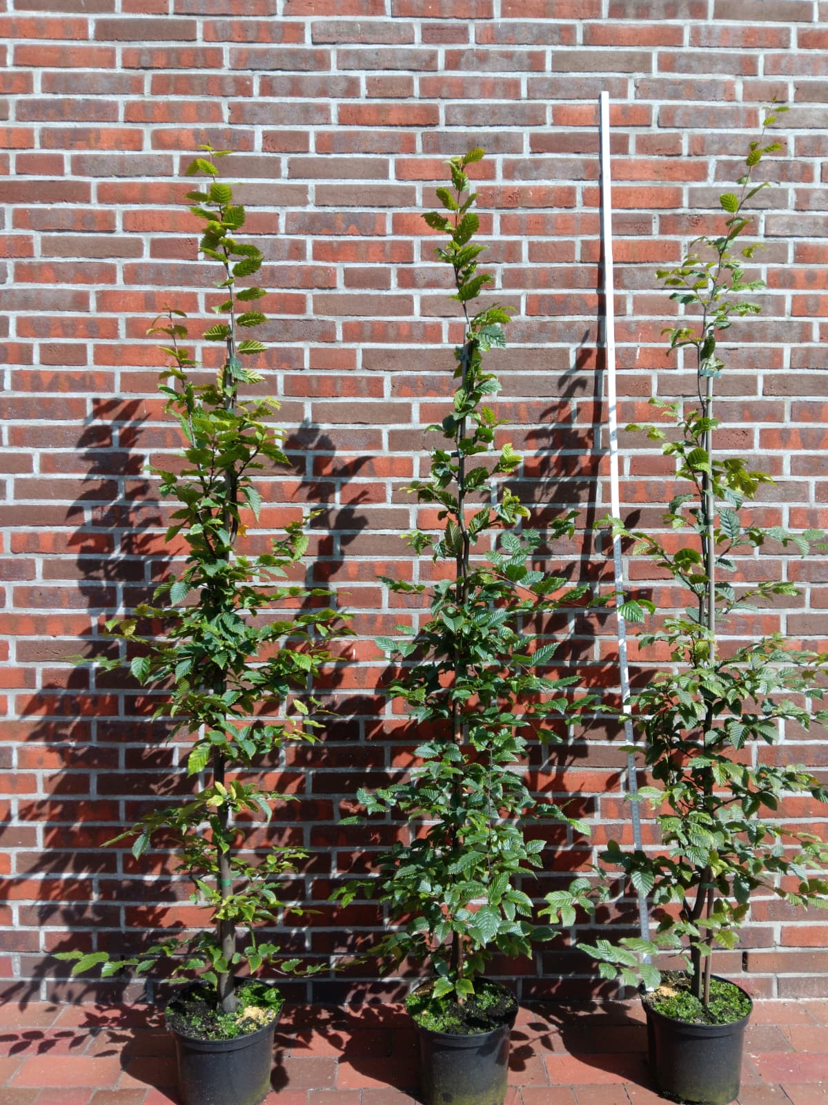 Carpinus betulus Hainbuche,Weißbuche