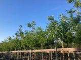 Juglans regia Echte Walnuss