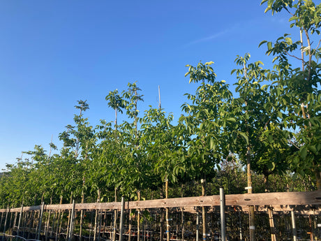 Juglans regia Echte Walnuss