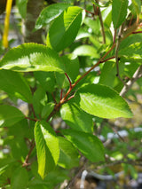 Prunus subhirtella 'Fukubana' Frühlingskirsche 'Fukubana'