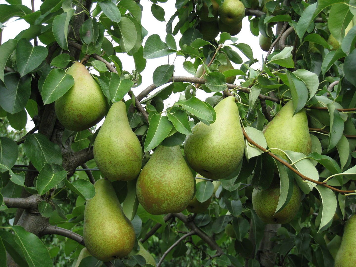 Pyrus com.'Novembra' -S-               CAC Birne 'Novembra'