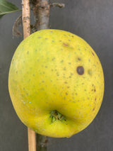Malus 'Ananasrenette'                  CAC Apfel 'Ananasrenette'               mittel