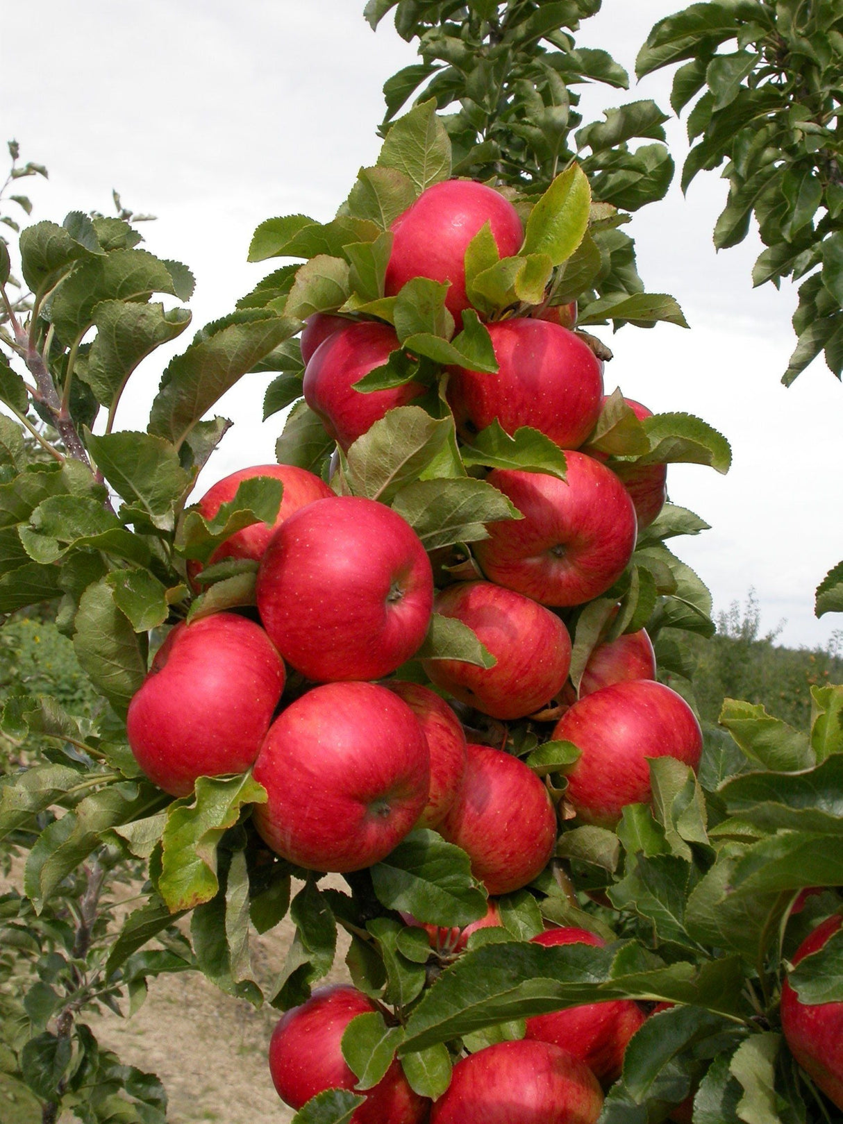 Malus 'Sonate'  -S-                    CAC Säulenapfel 'Sonate'  -S-
