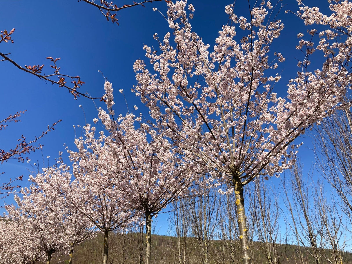 Prunus subhirtella 'Plena' Gefüllte Frühlingskirsche