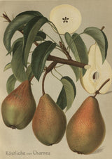 Pyrus com.'Köstliche von Charneu'      CAC Birne 'Köstliche von Charneu'       mittel