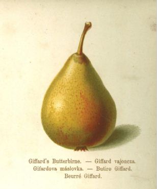 Pyrus com.'Giffards Butterbirne'             CAC Birne 'Giffards Butterbirne'