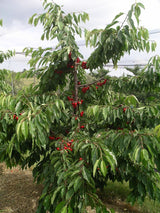 Prunus av.'Swing' -S-                   CAC Süßkirsche 'Swing' -S-