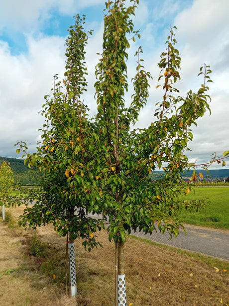 Pyrus com.'Bunte Julibirne'            CAC Birne 'Bunte Julibirne'               früh