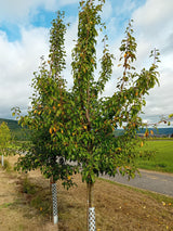 Pyrus com.'Bunte Julibirne'            CAC Birne 'Bunte Julibirne'               früh