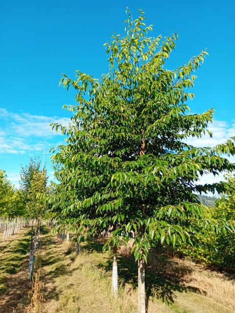 Alnus spaethii Erle spaethii