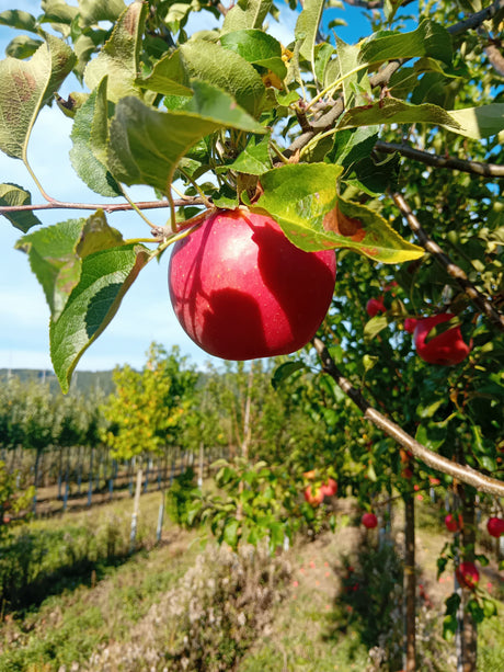 Malus 'Rosana'                                CAC Apfel 'Rosana'