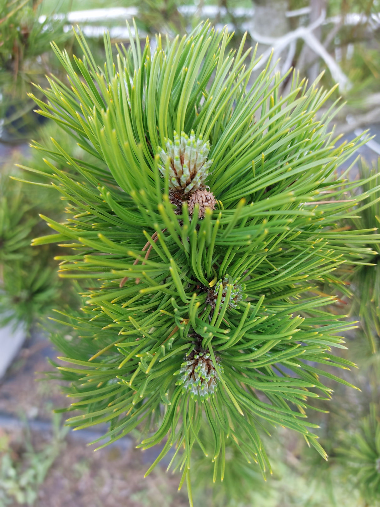 Pinus sylvestris Kiefer