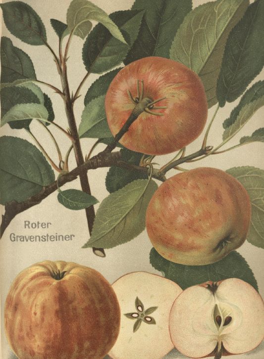 Malus 'Roter Gravensteiner'            CAC Apfel 'Roter Gravensteiner'         mittel