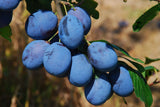 Prunus dom.'Hanita'  -S-               CAC Zwetsche 'Hanita'  -S-              mittel