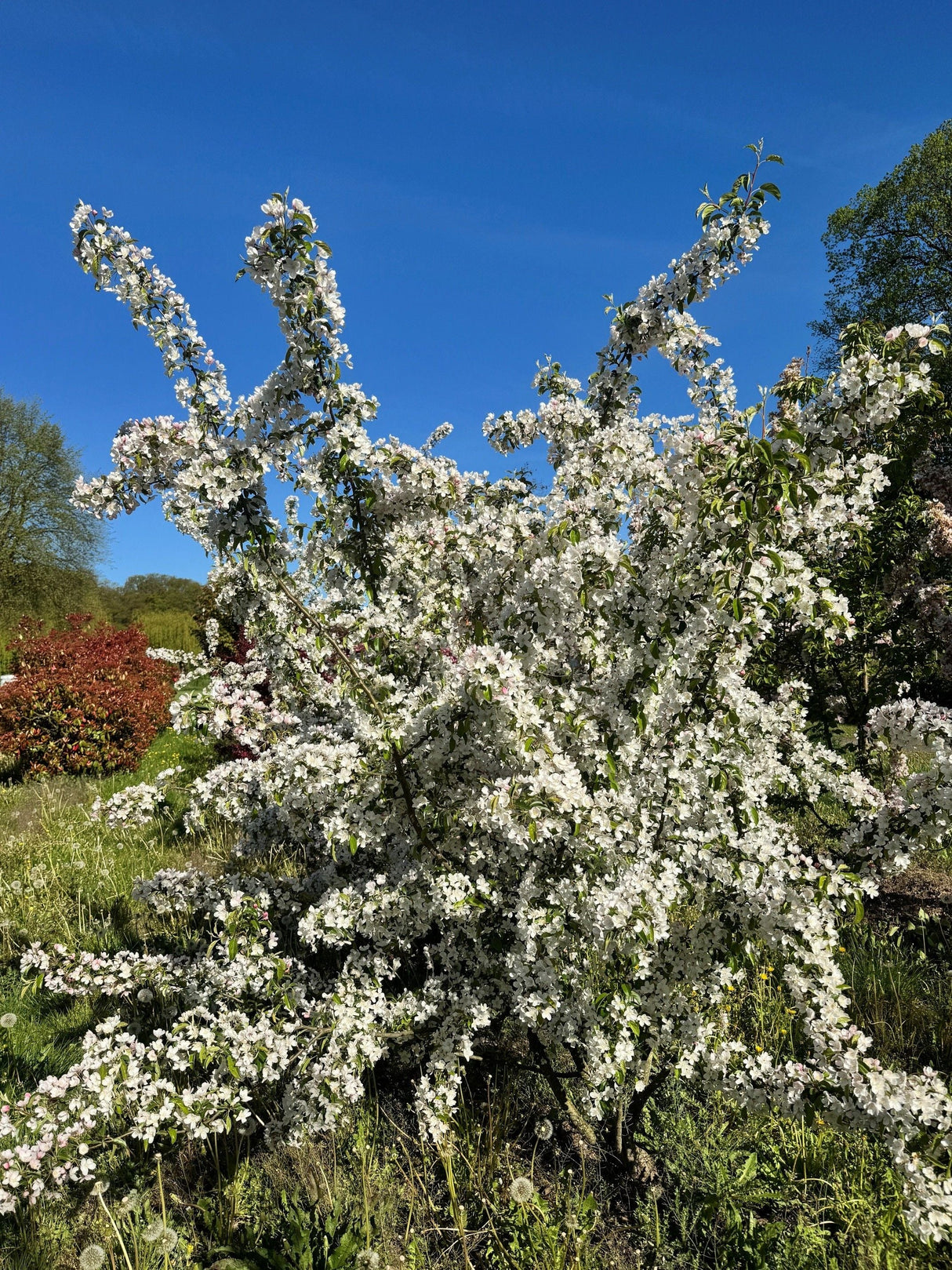 Prunus yedoensis 'Moerheimii' Japan.Maienkirsche 'Moerheimii'