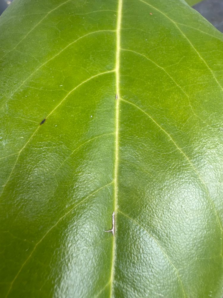 Magnolia grandiflora Großblättrige Magnolie
