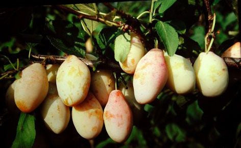Prunus dom.'Tipala'  -S-               CAC Zwetsche 'Tipala'  -S-