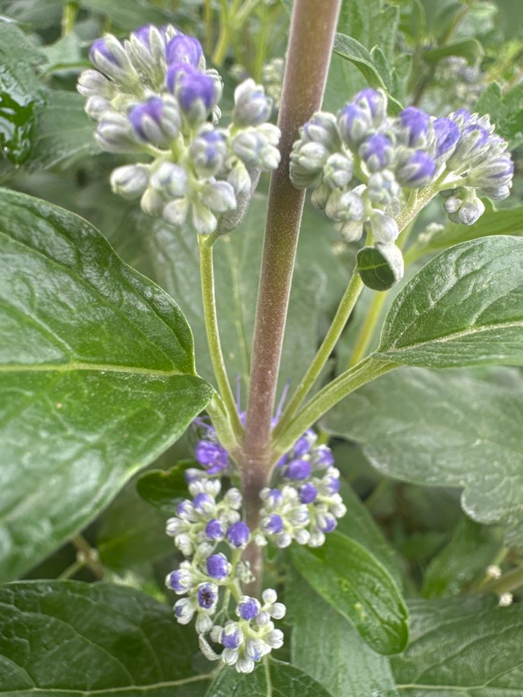 Caryopteris clandonensis 'Grand Bleu'  -R- Bartblume 'Grand Bleu'  -R-