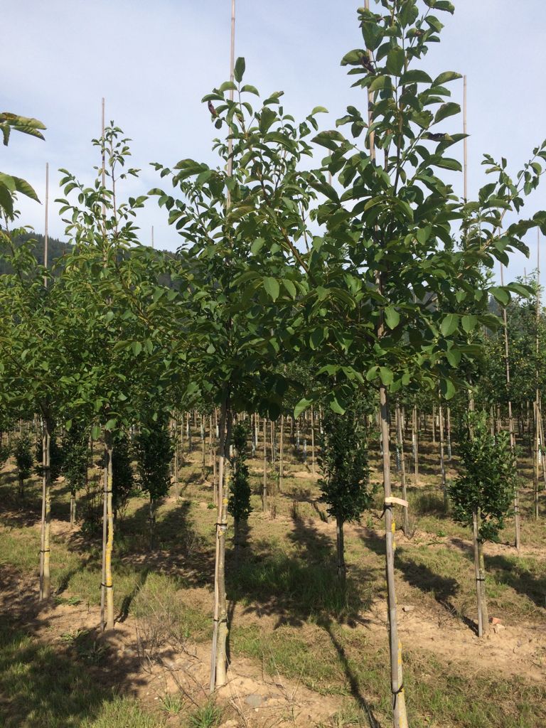 Juglans regia Echte Walnuss