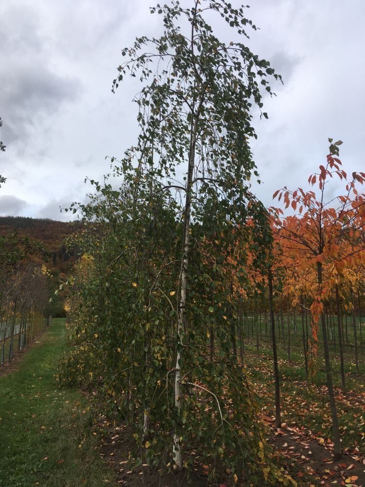 Betula pendula 'Long Trunk' Hänge-Birke
