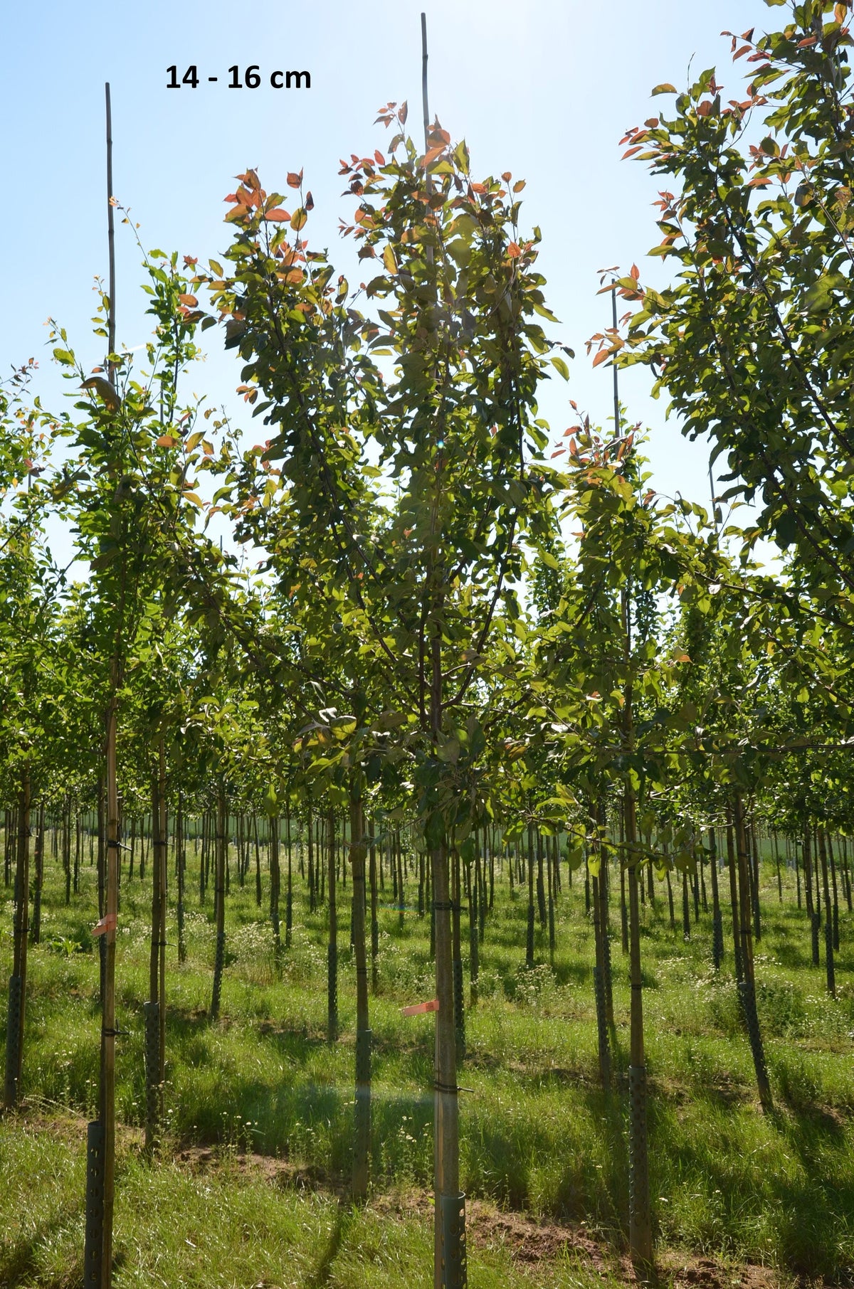 Malus 'Geneva'                                 CAC Apfel 'Geneva'