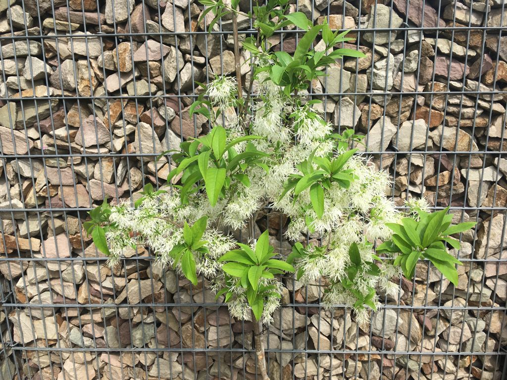 Chionanthus virginicus Schneeflockenstrauch