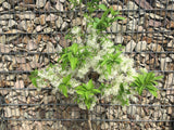 Chionanthus virginicus Schneeflockenstrauch