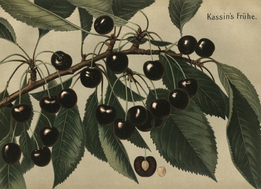 Prunus av.'Kassins Fr. Herzkirsche'    CAC Süßkirsche 'Kassins Frühe Herzkirsche'2.KW