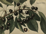 Prunus av.'Kassins Fr. Herzkirsche'    CAC Süßkirsche 'Kassins Frühe Herzkirsche'2.KW