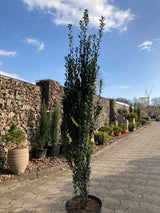 Ilex crenata 'Fastigiata' Säulen-Berg-Ilex