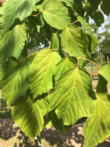 Acer capillipes Roter Schlangenhautahorn