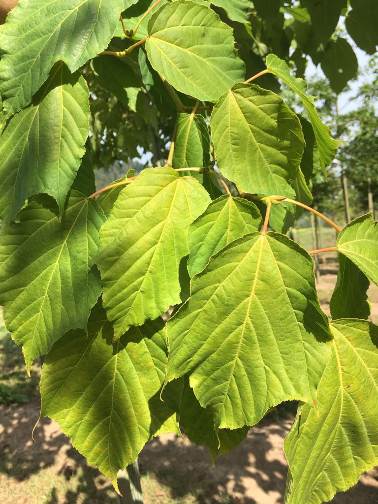 Acer capillipes Roter Schlangenhautahorn