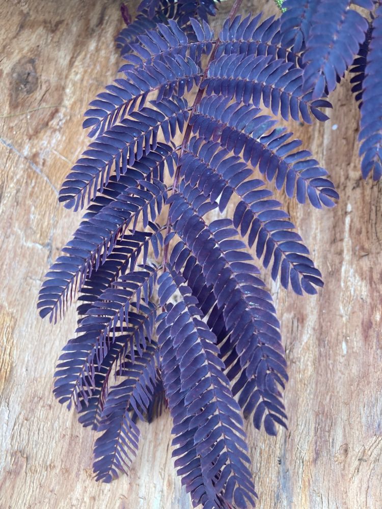 Albizia julibr.'Summer Chocolate'  -S- Seidenbaum 'Summer Chocolate'  -S-