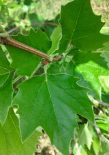 Platanus hispanica 'Tremonia' Platane 'Tremonia'
