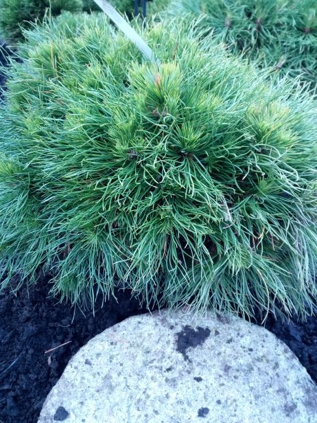 Pinus mugo 'Varella' Berg-Kiefer 'Varella'
