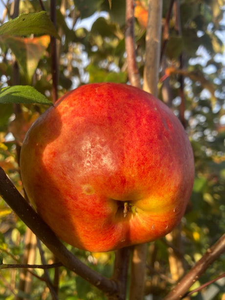 Malus 'Schöner von Herrnhut'           CAC Apfel 'Schöner von Herrnhut'        mittel