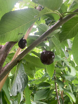 Prunus av.'Kamala' -S-                  CAC Süßkirsche 'Kamala' -S-