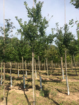 Quercus robur Stieleiche