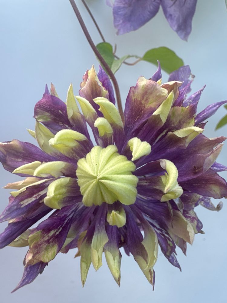 Clematis x 'Taiga'  -R- Waldrebe