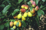 Prunus dom.'Colora'  -S-               CAC Zwetsche 'Colora'  -S-