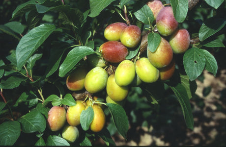 Prunus dom.'Colora'  -S-               CAC Zwetsche 'Colora'  -S-
