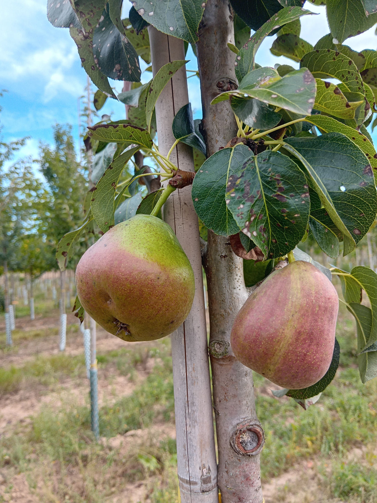 Pyrus com.'Dekora'                     CAC Säulenbirne 'Dekora'