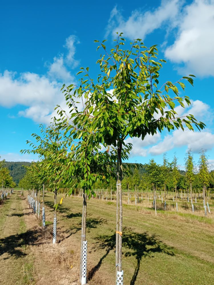 Prunus av.'Döniss.Gelbe Knorpelk.'     CAC Süßkirsche 'Dönissens Gelbe Knorpel'  6.KW