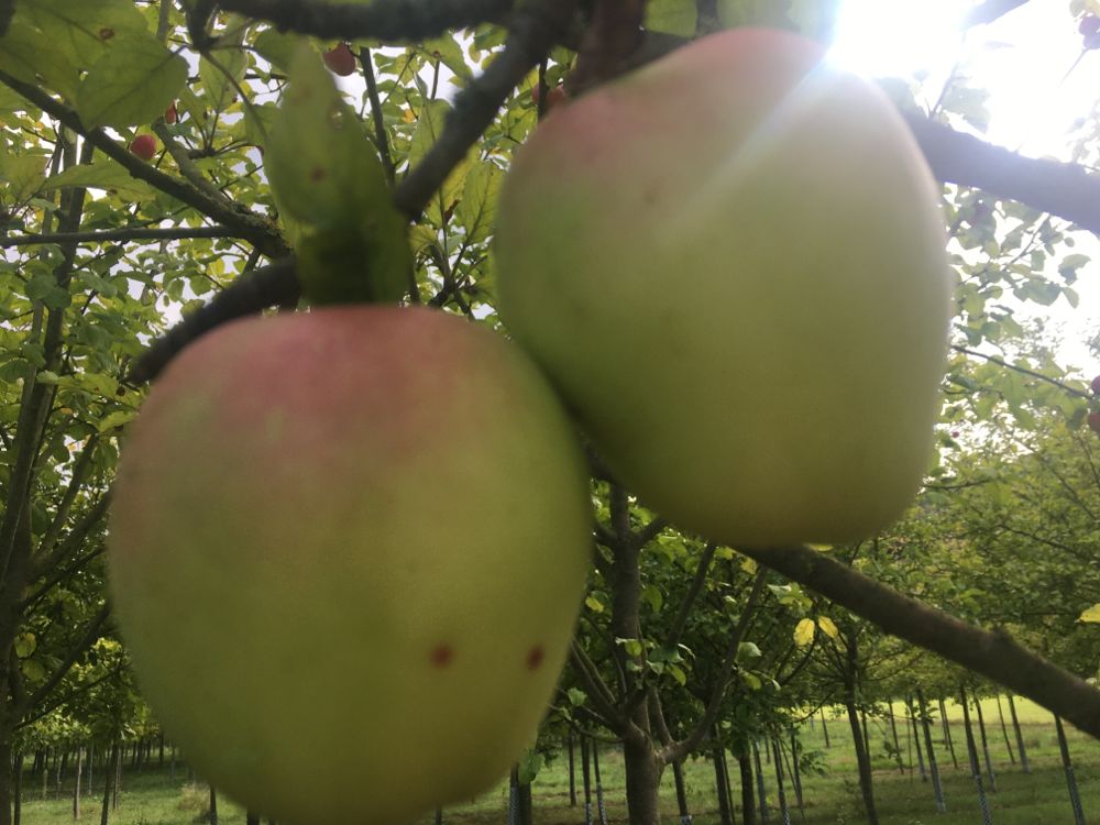 Malus 'Weißer Winterglockenapfel'      CAC Apfel 'Weißer Winterglockenapfel'   mittel